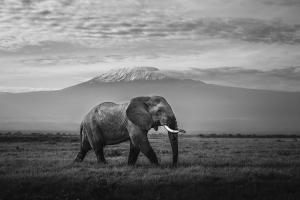 Amboseli Nationalpark