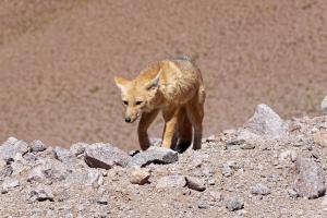 Andenfuchs auf 4950m