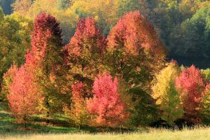Herbst im Arboretum von Aubonne, Kanton Waadt
