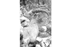 Steinbock auf dem Augstmatthorn