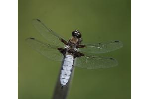 Libelle