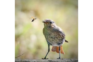 Futter im Anflug 