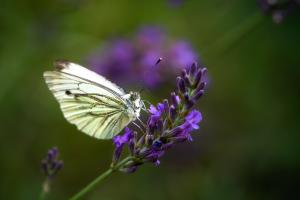 Sommer Sommer