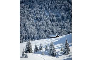 Winter wonderland 