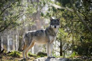 Wolf Wolf