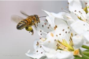 Bienen an Birnbaumblüte