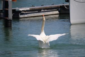 Schwan am Bodensee