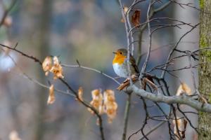 Rotkehlchen im Wald