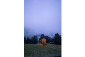 Herbstfarben abgeblättert