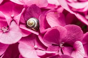Hortensie mit Schnecke Hortensie mit Schnecke