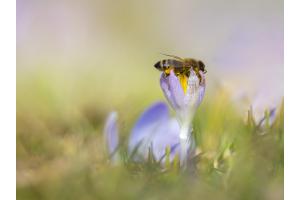 Mittagsschlaf... Wenn der Frühling kommt, müssen Honigbienen Arbeiterinnen so viel Pollen sammeln, dass sie manchmal vor Erschöpfung mitten in einem Blütenkelch einschlafen.