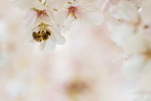 Biene auf Kirschblüte