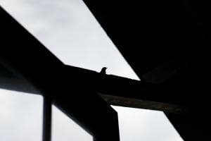 Birdie
