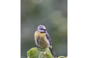 Blaumeise