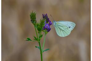 Schmetterling Schmetterling