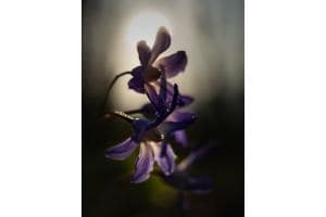 Blumen