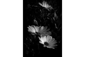 Flowerlight