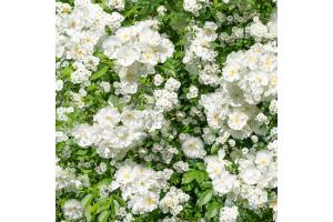 Blumen Muster