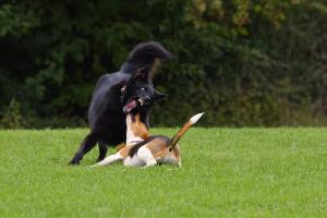Beschnuppern ;-)) Beschnuppern ;-))