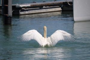 Ein Schwan, der beim putzen seine Flügel ausbreitet.