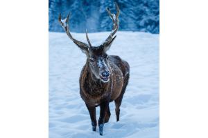 Hello my deer ! 