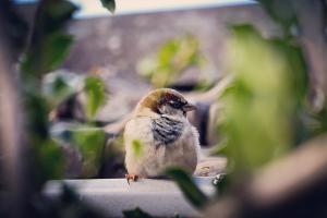 Spatz