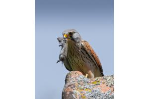 Turmfalke war erfolgreich bei der Jagd 