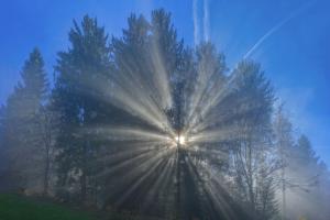Sunrays shining through trees and weak fog Sunrays shining through trees and weak fog
