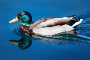 Stockente