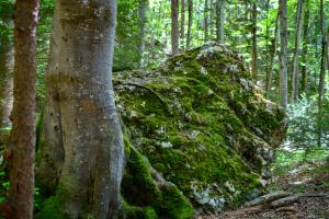 Im kühlen Wald 
