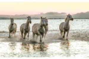 Camargue-Pferde