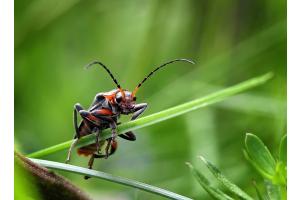 Cantharis rustica