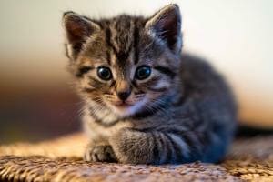 Catto