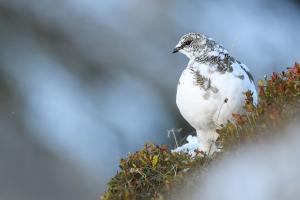 Schneehuhn