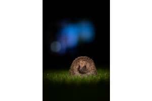 Igel in der Stadt Igel in der Stadt
