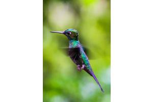Fliegender Kolibri im Urwald von Costa Rica