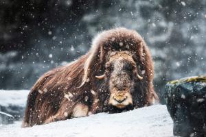 Muskox