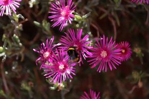 Blumen mit Biene Blumen mit Biene