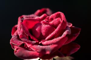 Rose mit Morgentau