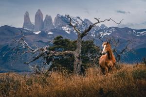 Wild horse in Patagonia 