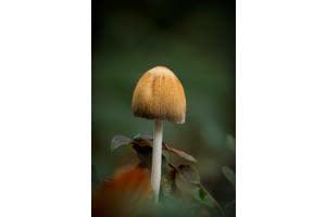 Kleiner Pilz ganz gross