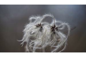 Clematis