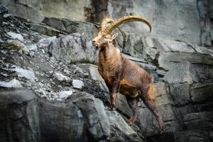 Steinbock