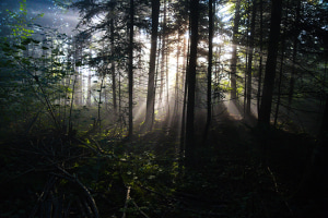 Hunting in the Forrest Hunting in the Forrest