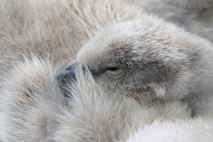 Cygne