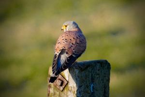 Turmfalke vor der Jagd