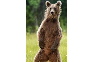 Braunbär in Finnland