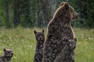 Braunbär in Finnland