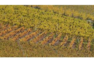Lavaux
