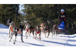  chiens de traîneaux.